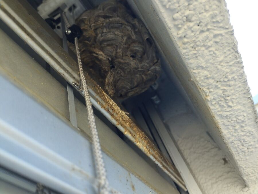  Bienennest entfernen