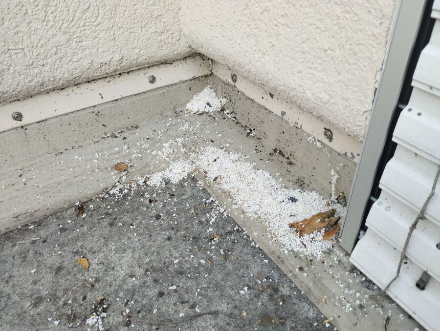 Bienen umsiedeln &  Bienennest entfernen 