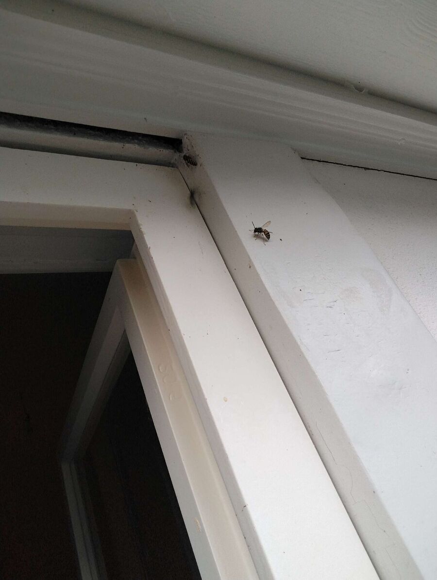 Bienen umsiedeln &  Bienennest entfernen 