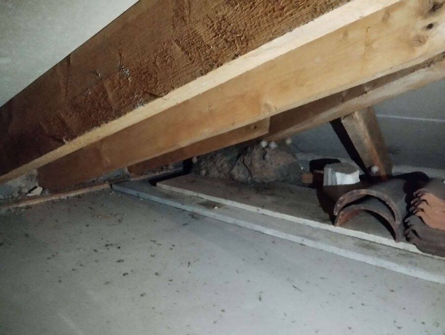 Bienen umsiedeln &  Bienennest entfernen 