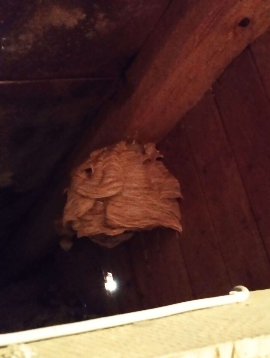  Bienennest entfernen.jpeg