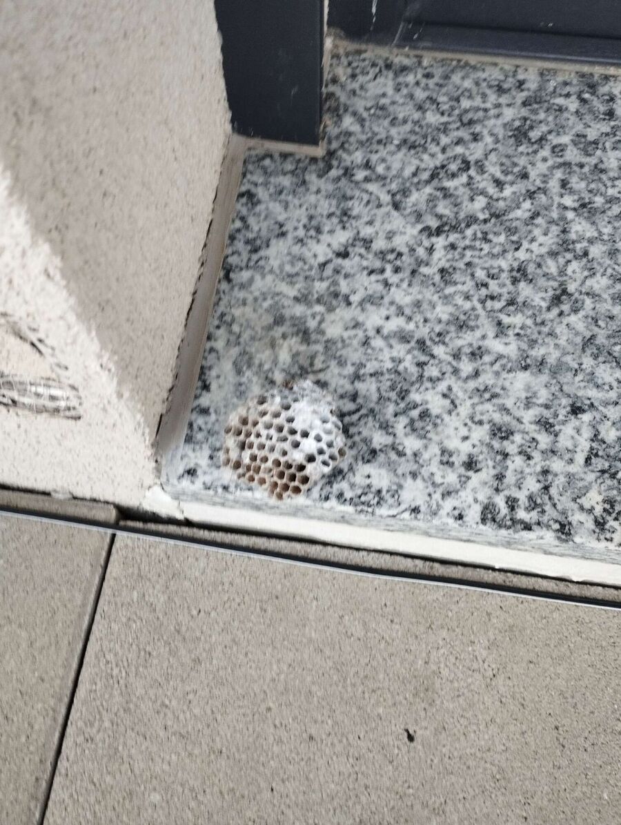  Bienennest entfernen.jpeg