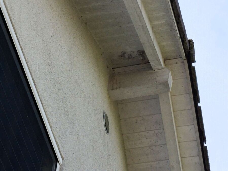  Bienennest entfernen