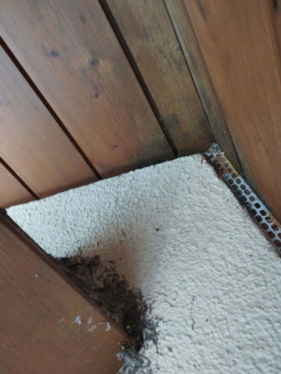  Bienennest entfernen.jpeg