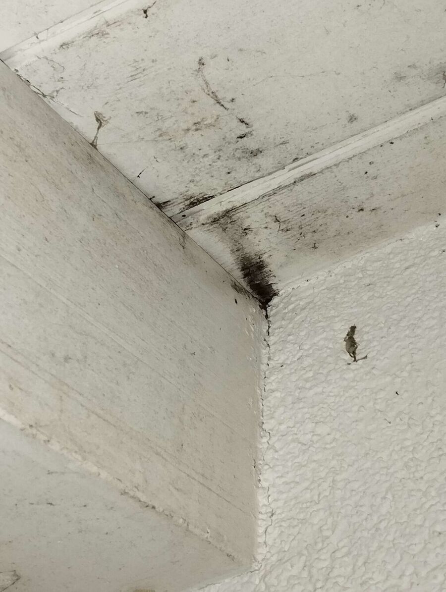  Bienennest entfernen