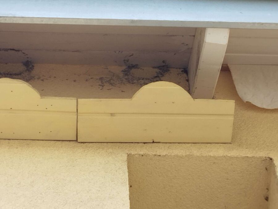  Bienennest entfernen.jpeg