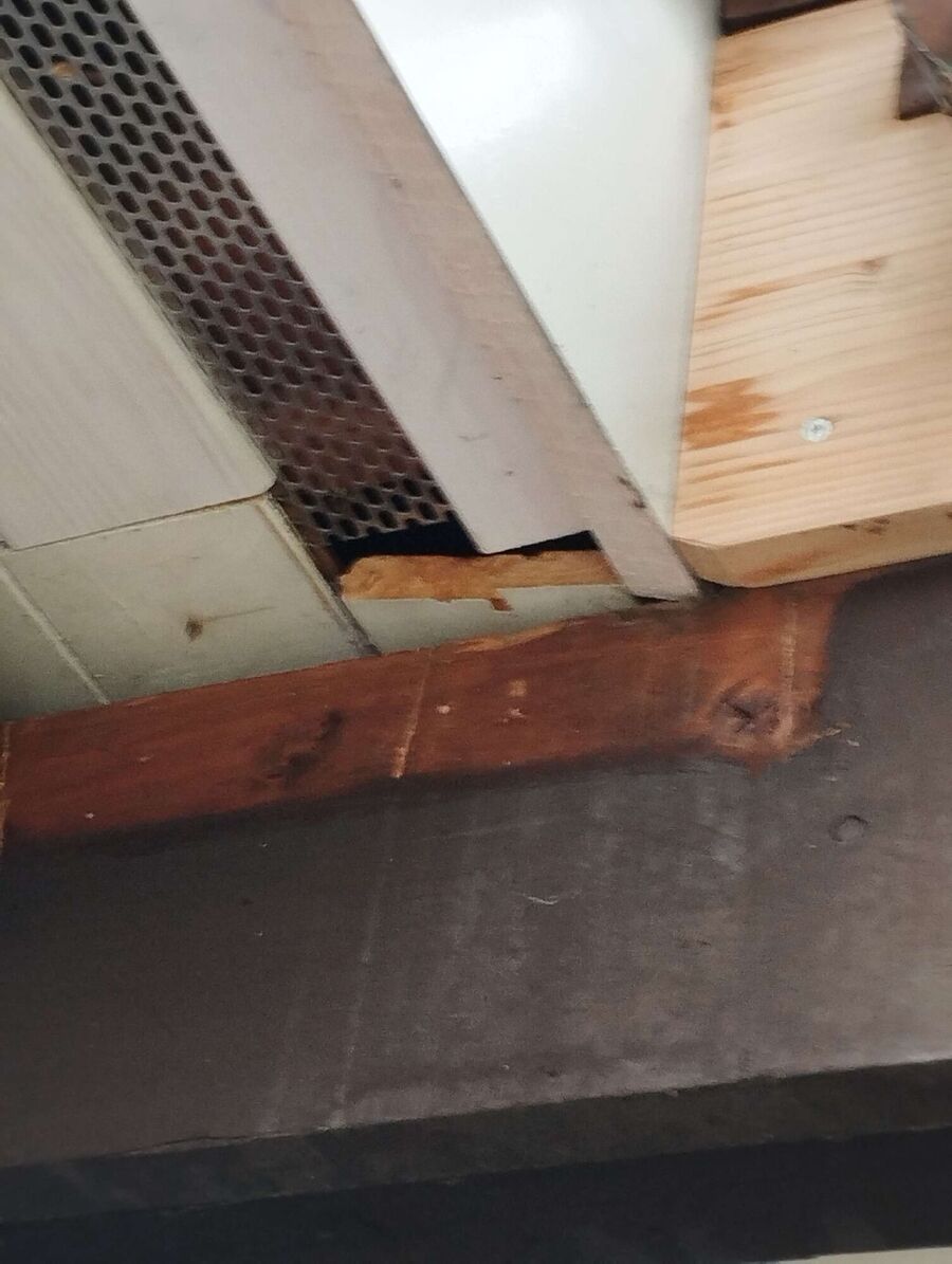  Bienennest entfernen.jpeg