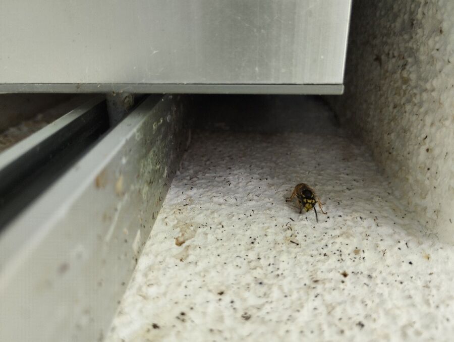  Bienennest entfernen