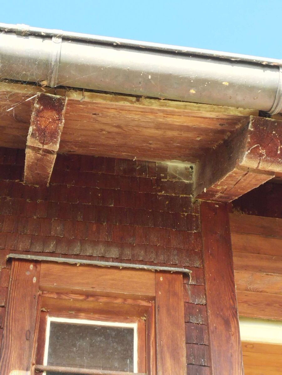  Bienennest entfernen