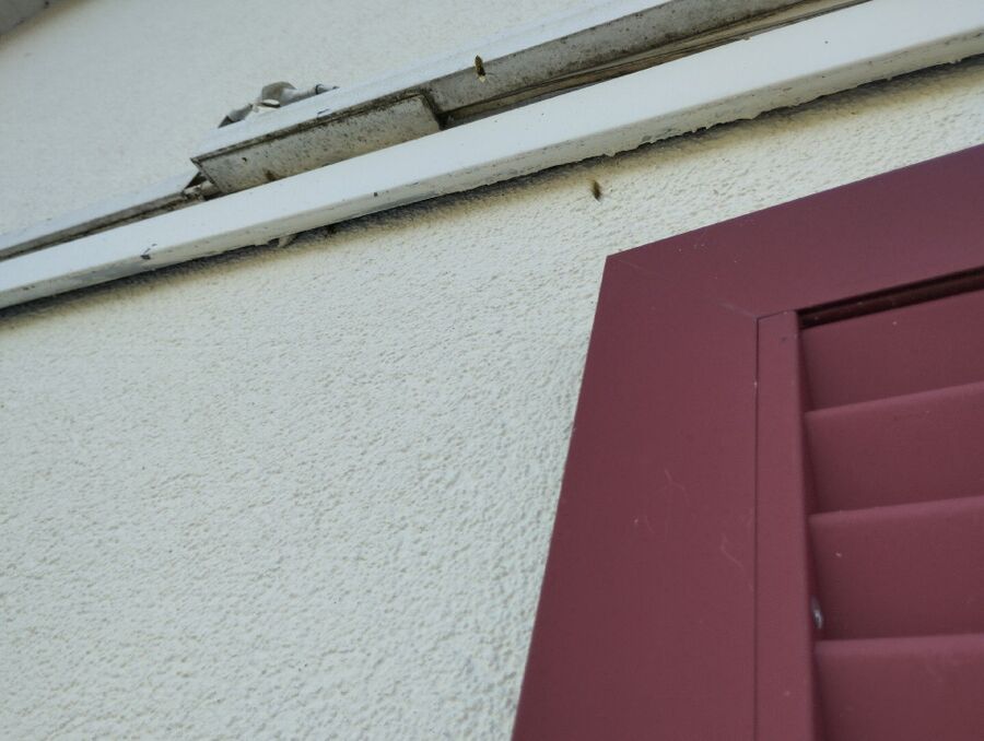 Bienen umsiedeln &  Bienennest entfernen 