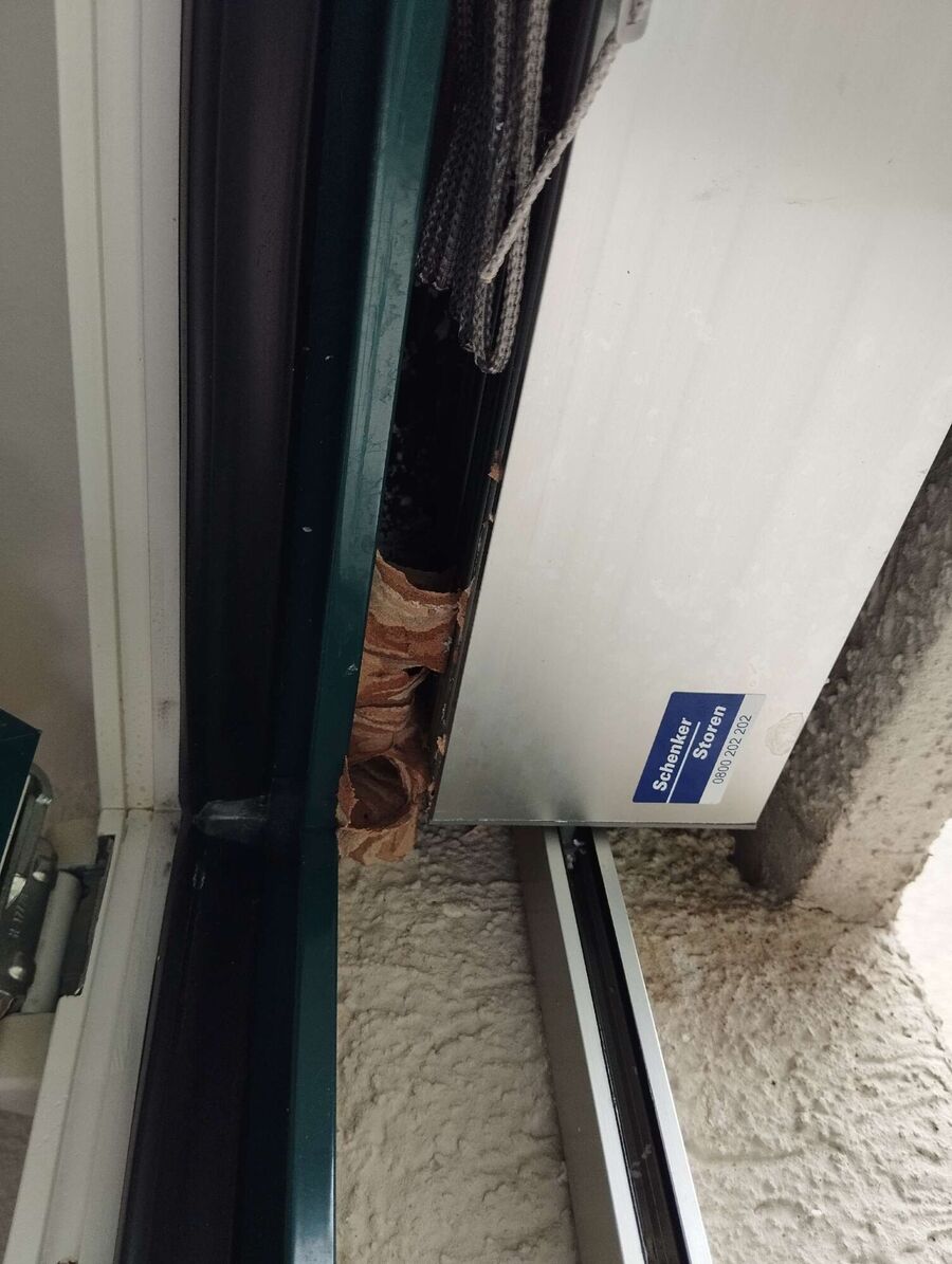  Bienennest entfernen