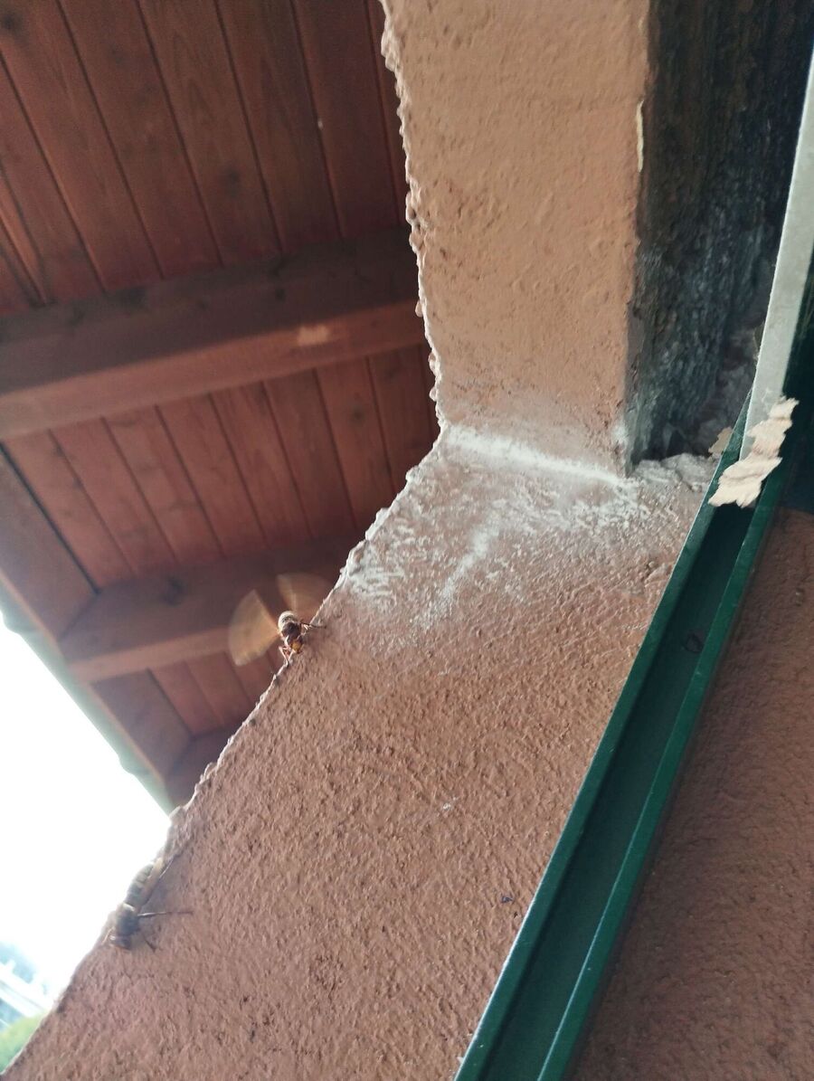  Bienennest entfernen.jpeg