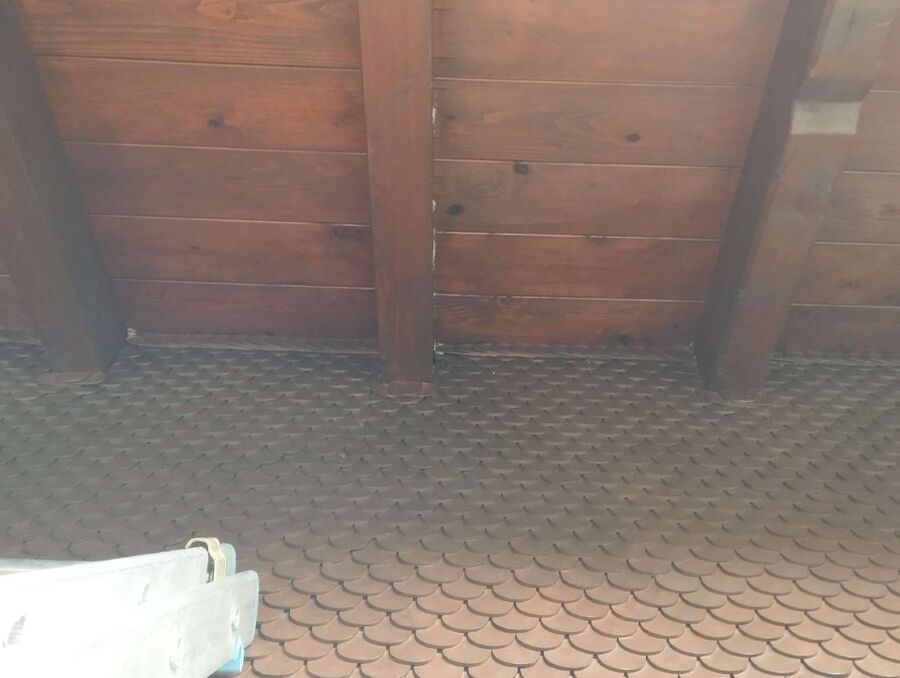  Bienennest entfernen.jpeg