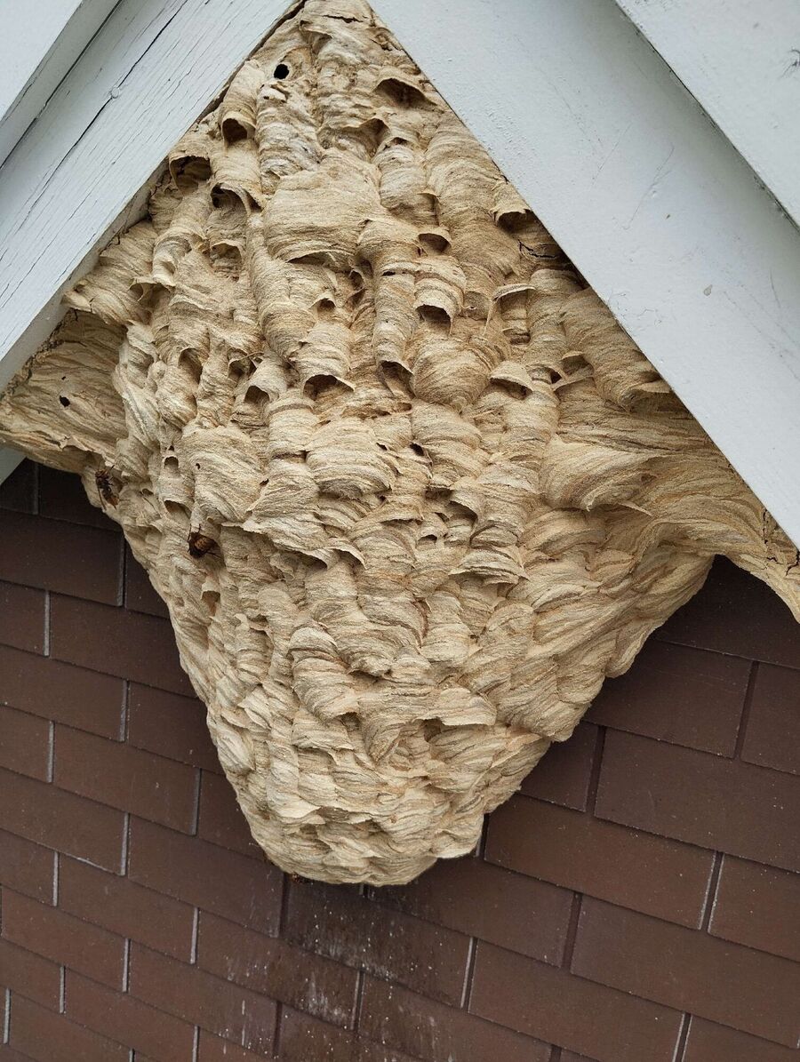  Bienennest entfernen