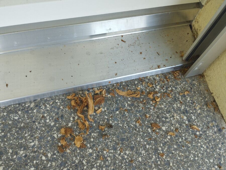  Bienennest entfernen.jpeg