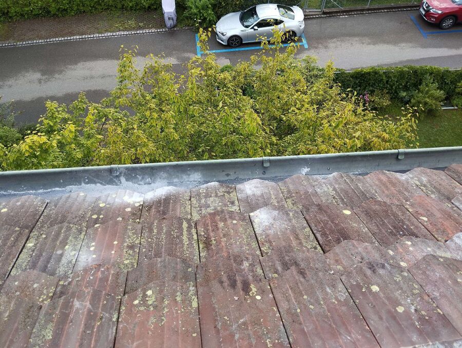 Bienen umsiedeln &  Bienennest entfernen 