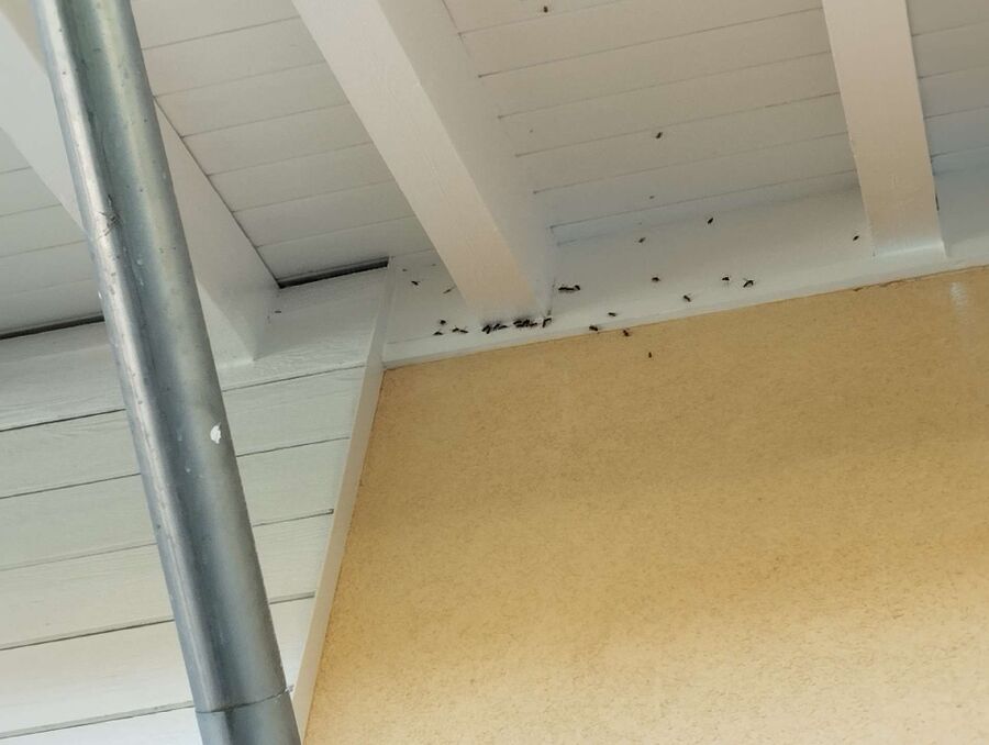  Bienennest entfernen.jpeg