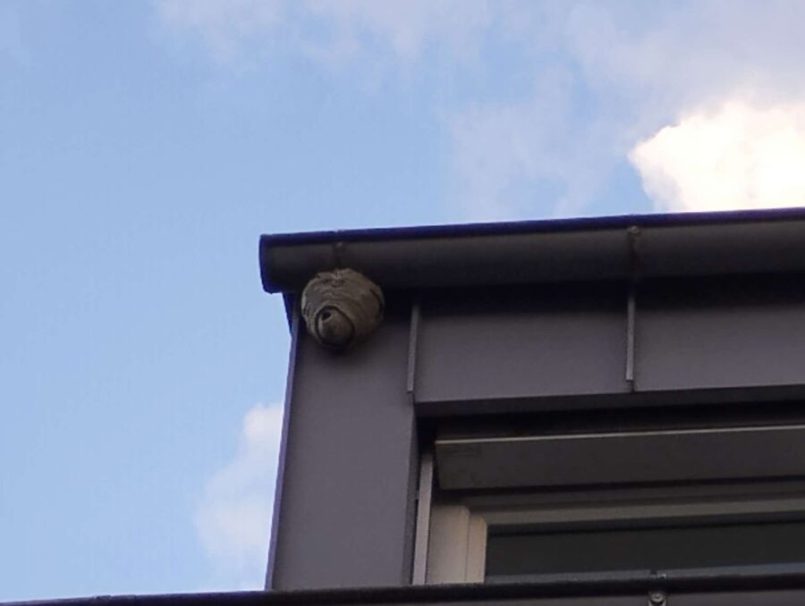  Bienennest entfernen