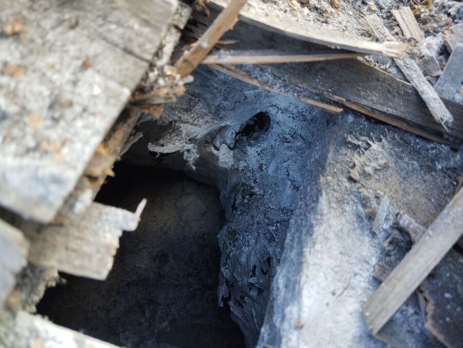 Bienen umsiedeln &  Bienennest entfernen 