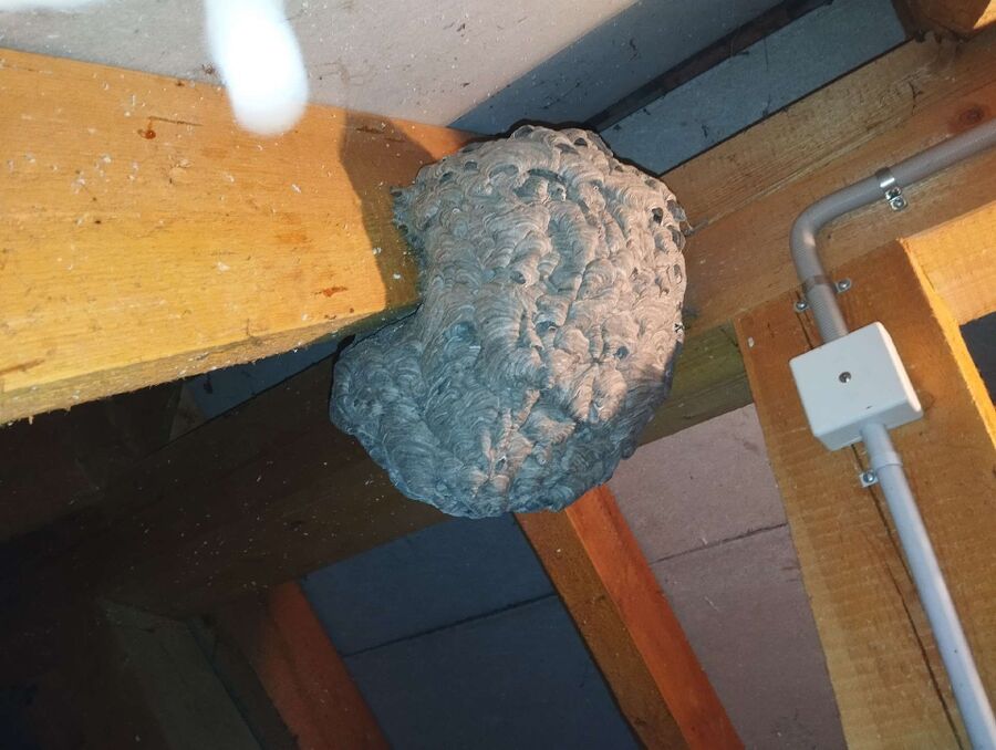 Bienen umsiedeln &  Bienennest entfernen 