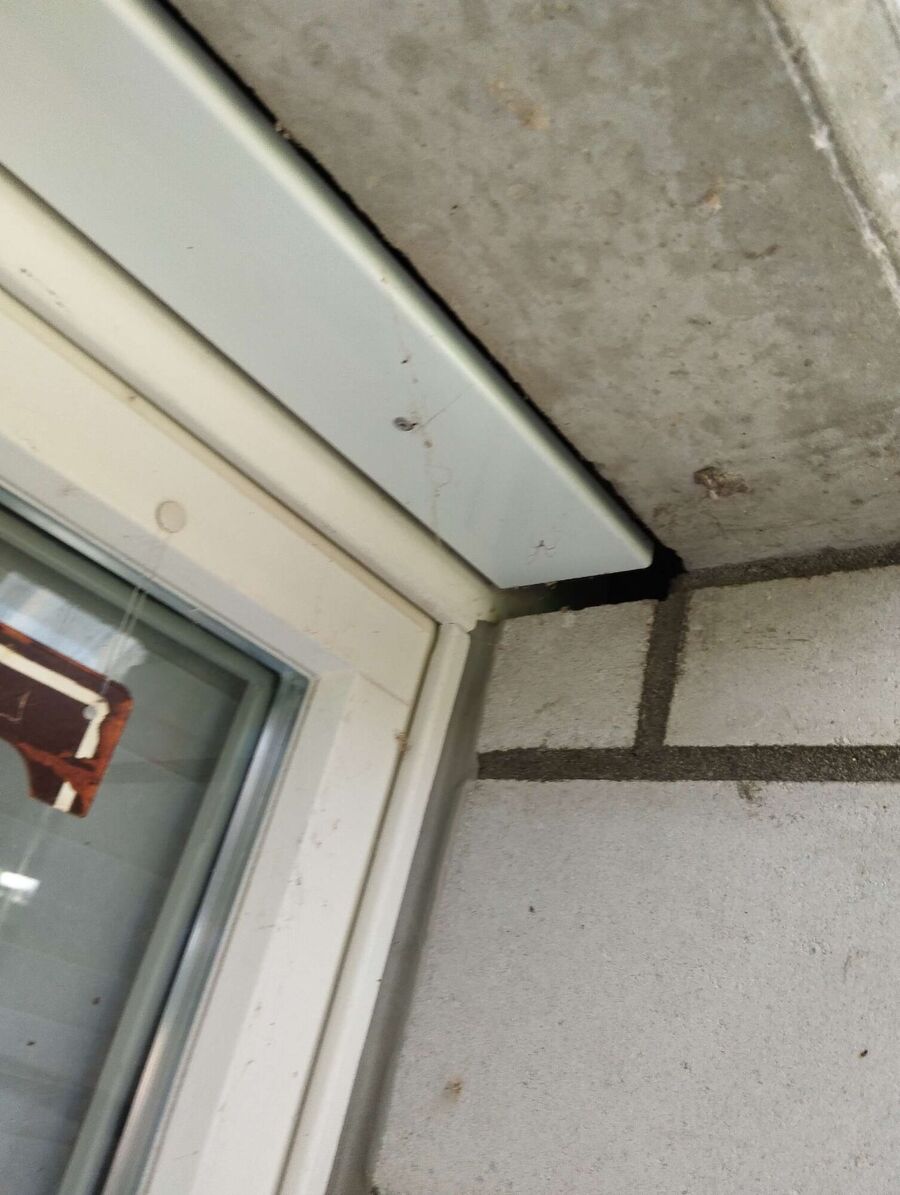  Bienennest entfernen.jpeg