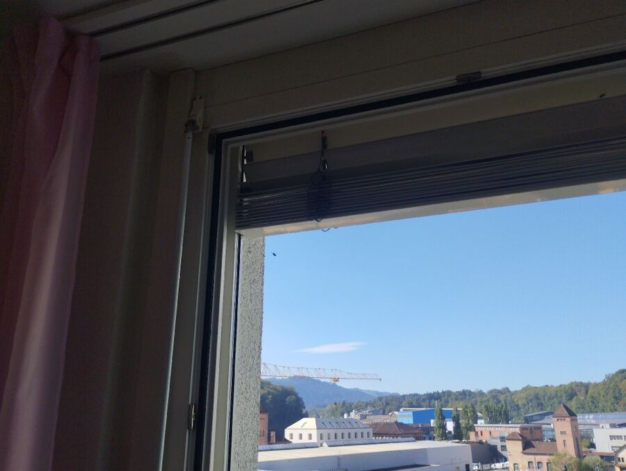 Bienen umsiedeln &  Bienennest entfernen 