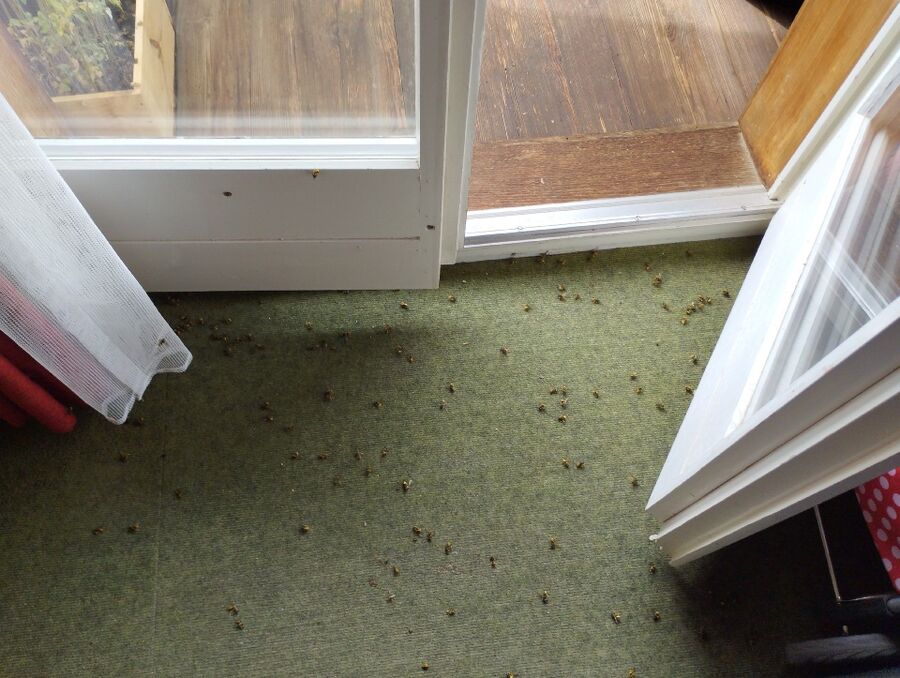 Bienennest entfernen.jpeg