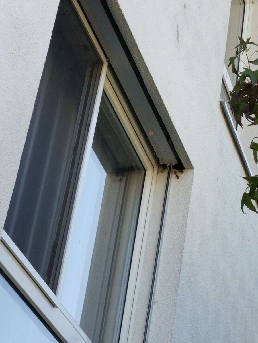  Bienennest entfernen