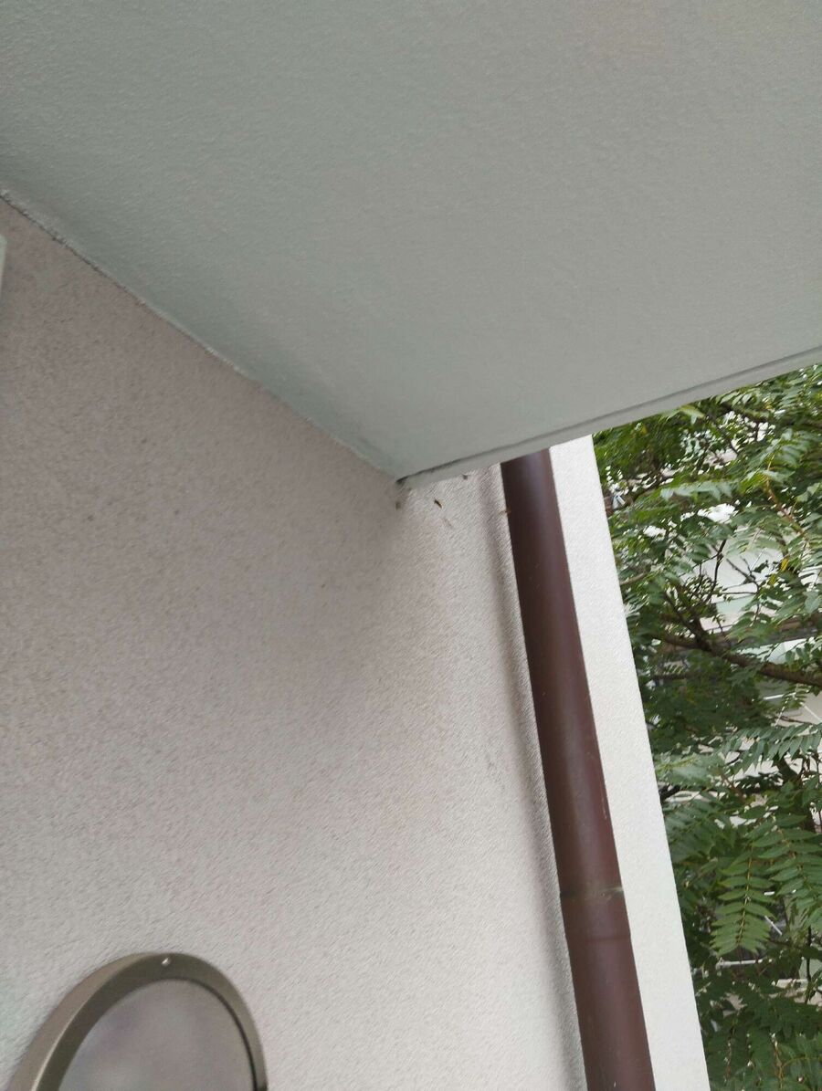  Bienennest entfernen.jpeg