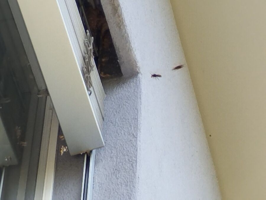  Bienennest entfernen.jpeg