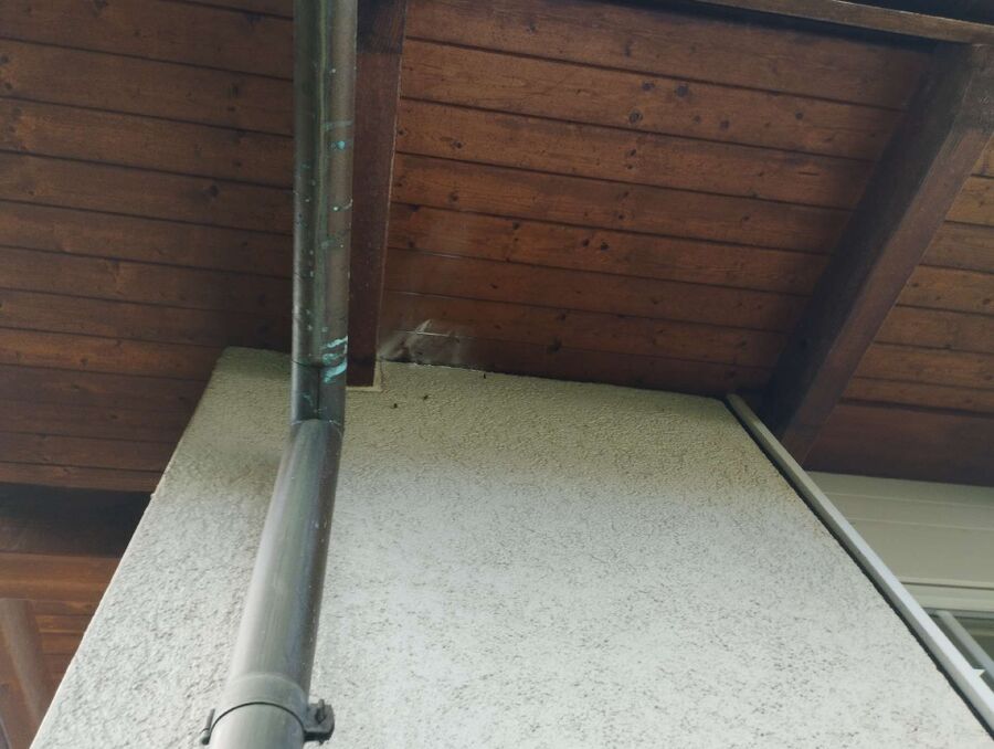 Bienen umsiedeln &  Bienennest entfernen 