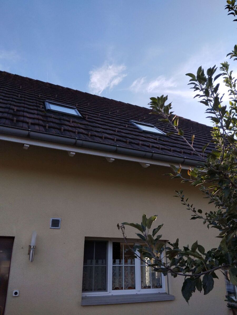  Bienennest entfernen