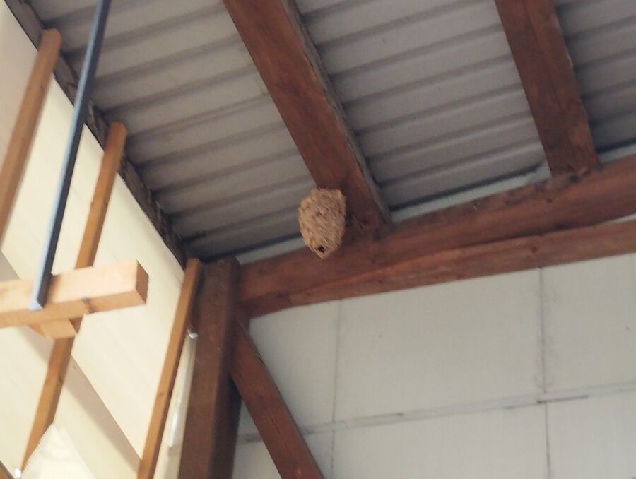 Bienen umsiedeln &  Bienennest entfernen 