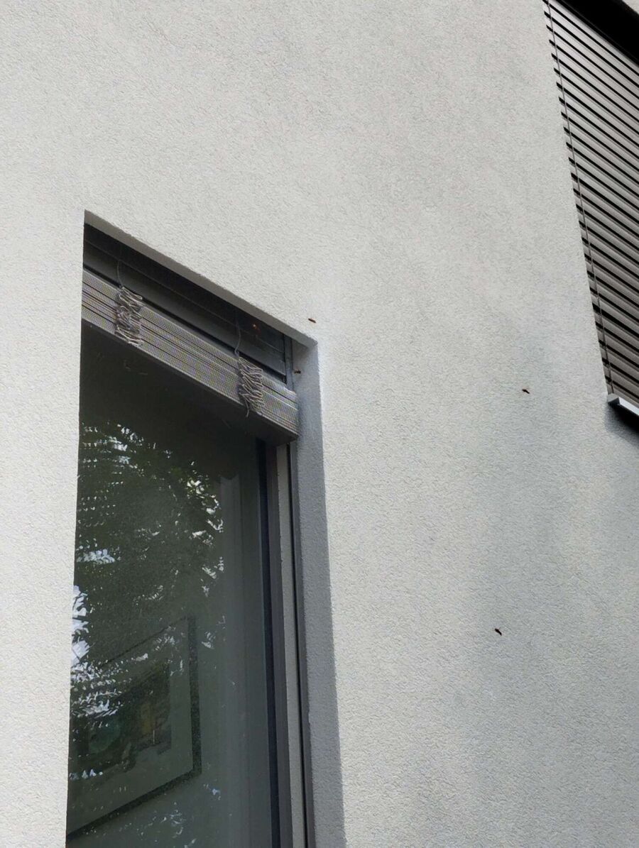  Bienennest entfernen.jpeg