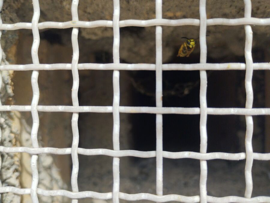  Bienennest entfernen.jpeg