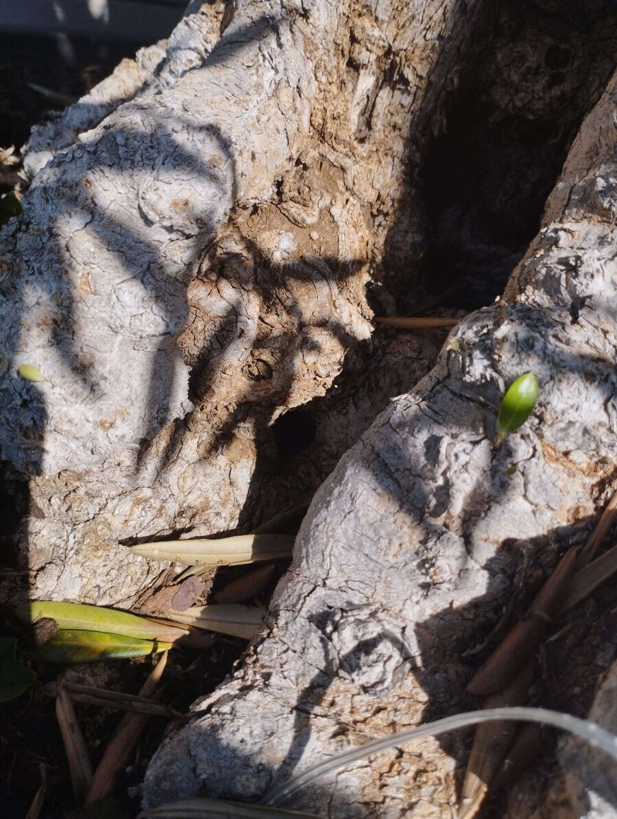 Bienen umsiedeln &  Bienennest entfernen 