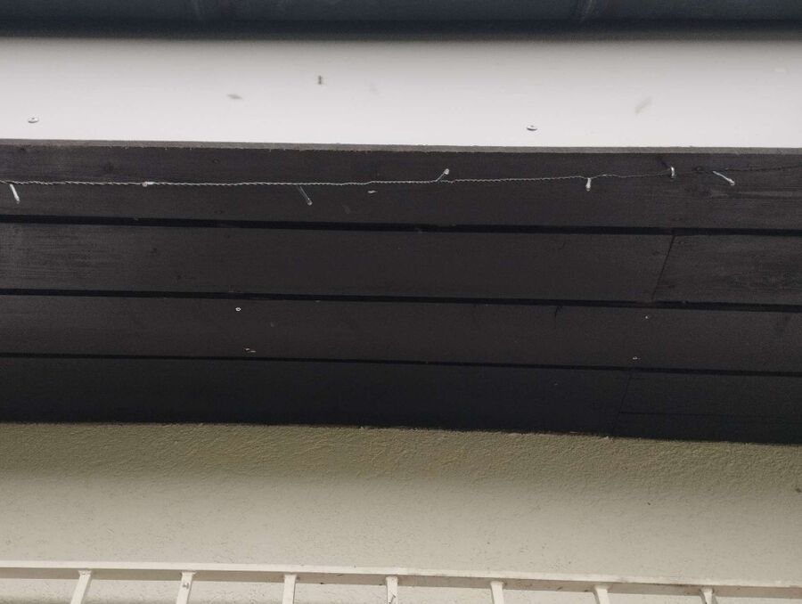  Bienennest entfernen.jpeg