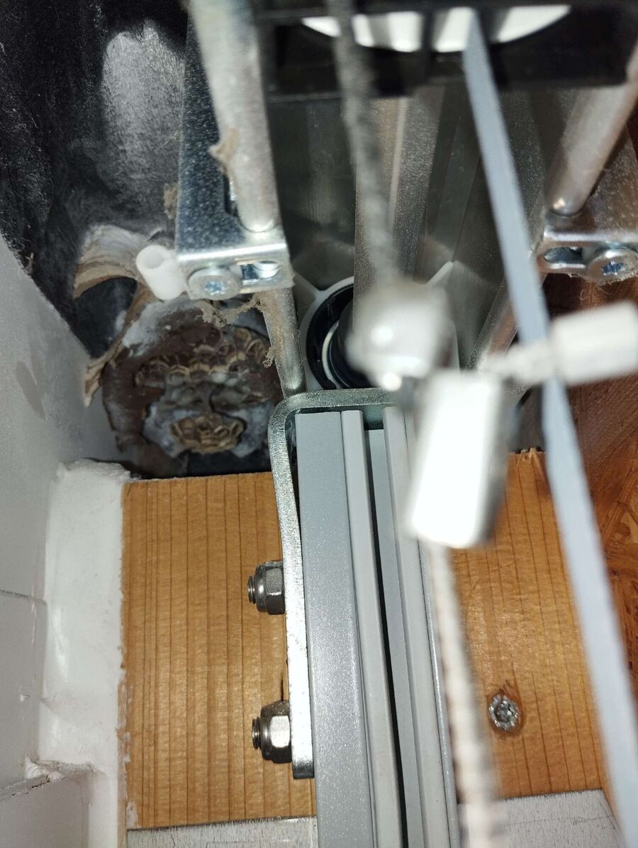  Bienennest entfernen.jpeg