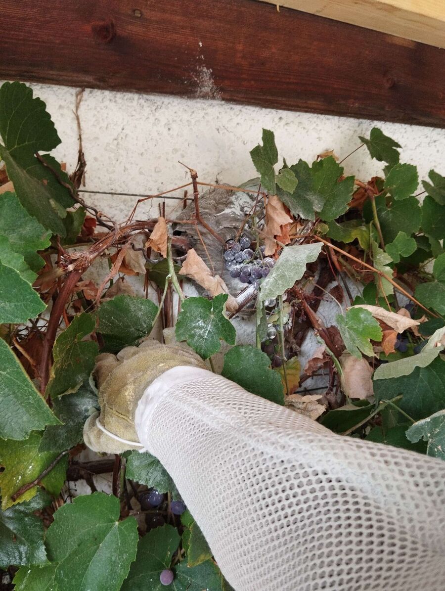  Bienennest entfernen.jpeg