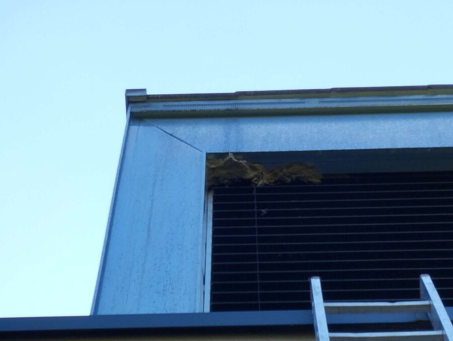  Bienennest entfernen