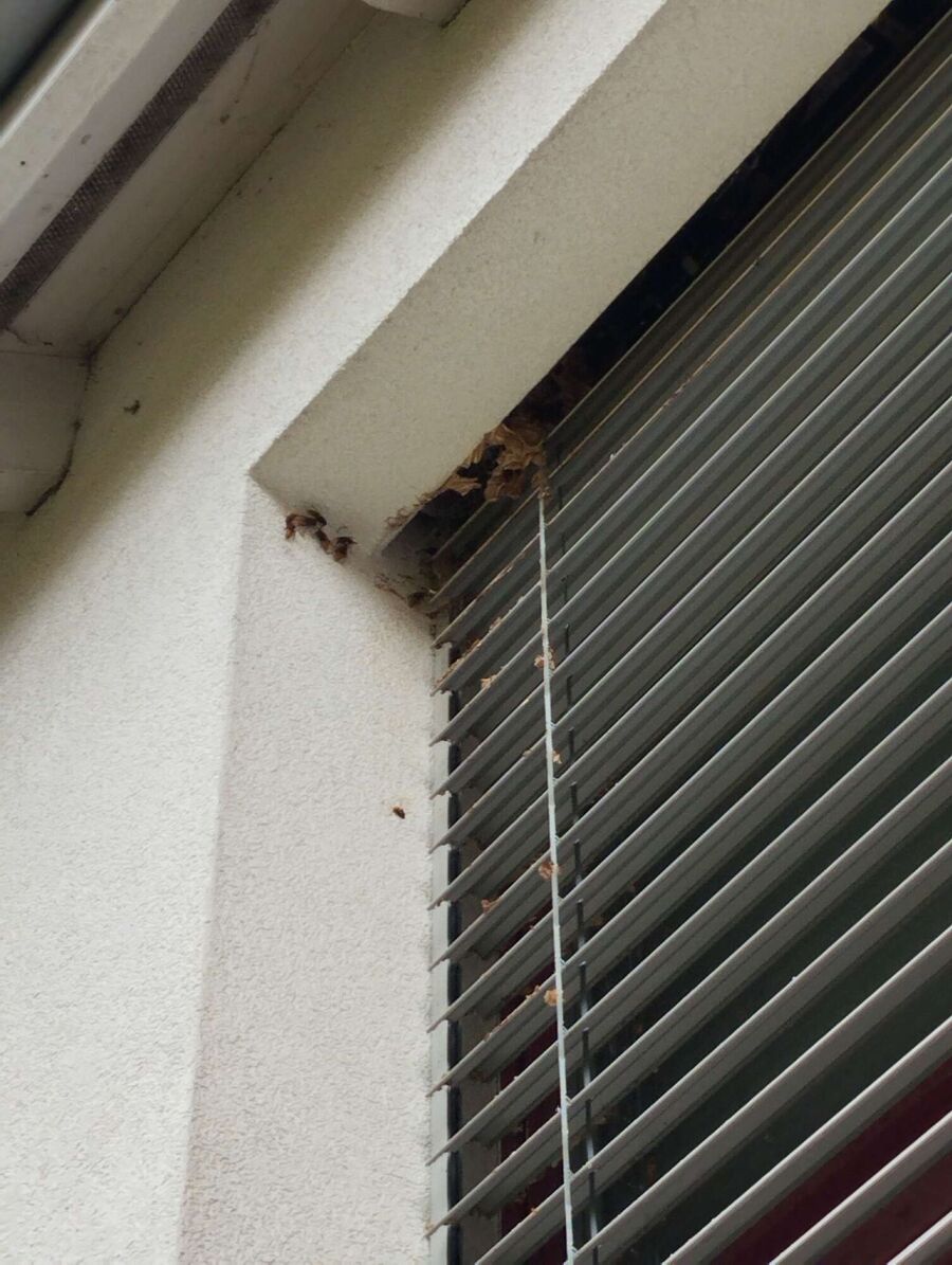bienennest-am-haus-entfernen.jpg