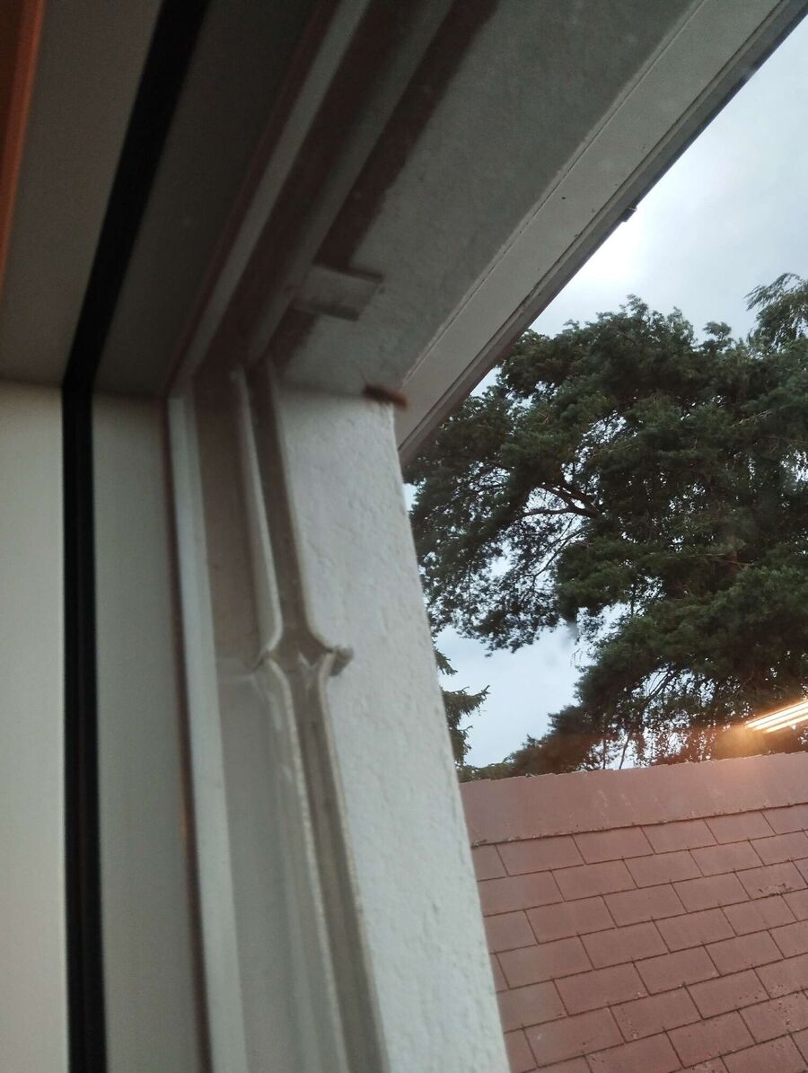  Bienennest entfernen.jpeg