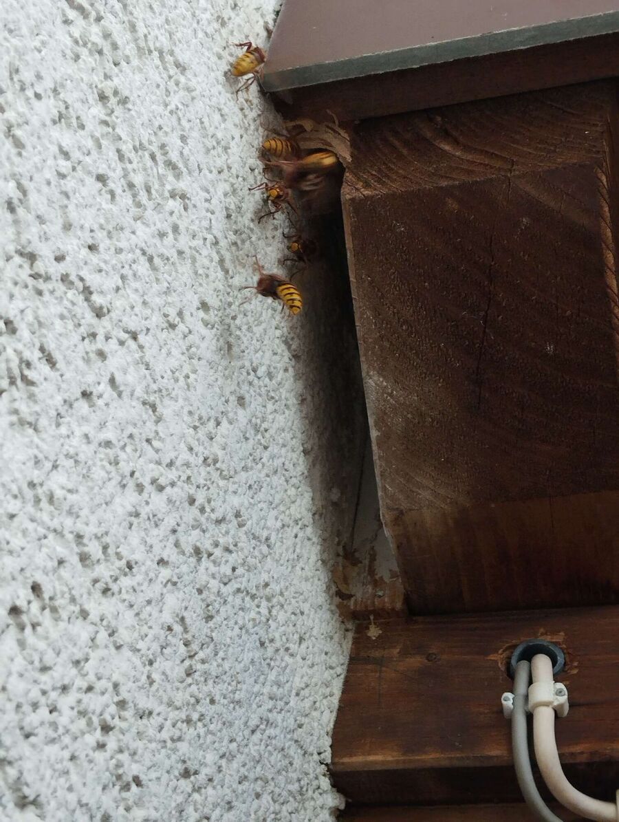  Bienennest entfernen