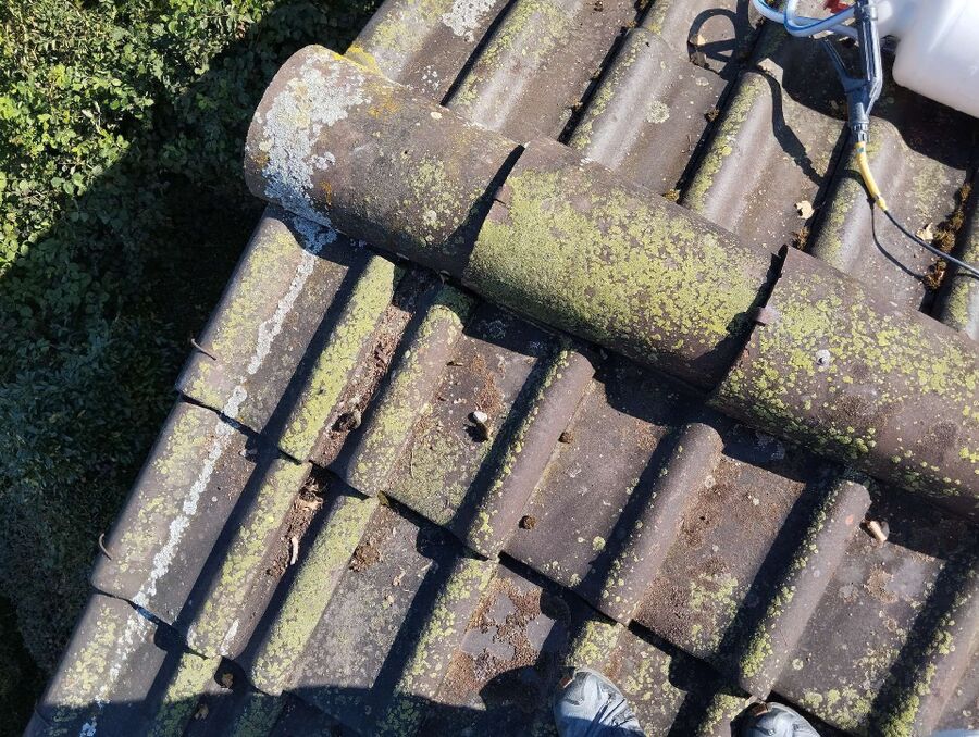 Bienen umsiedeln &  Bienennest entfernen 