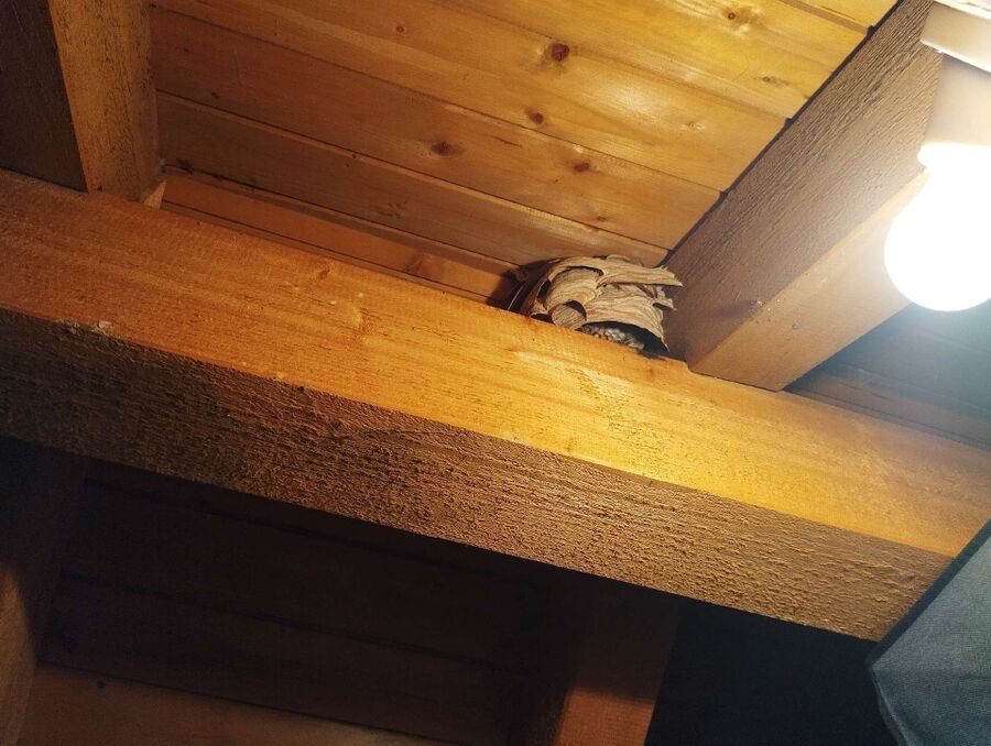  Bienennest entfernen.jpeg