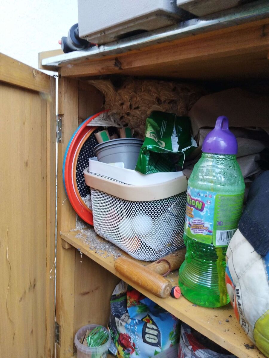  Bienennest entfernen