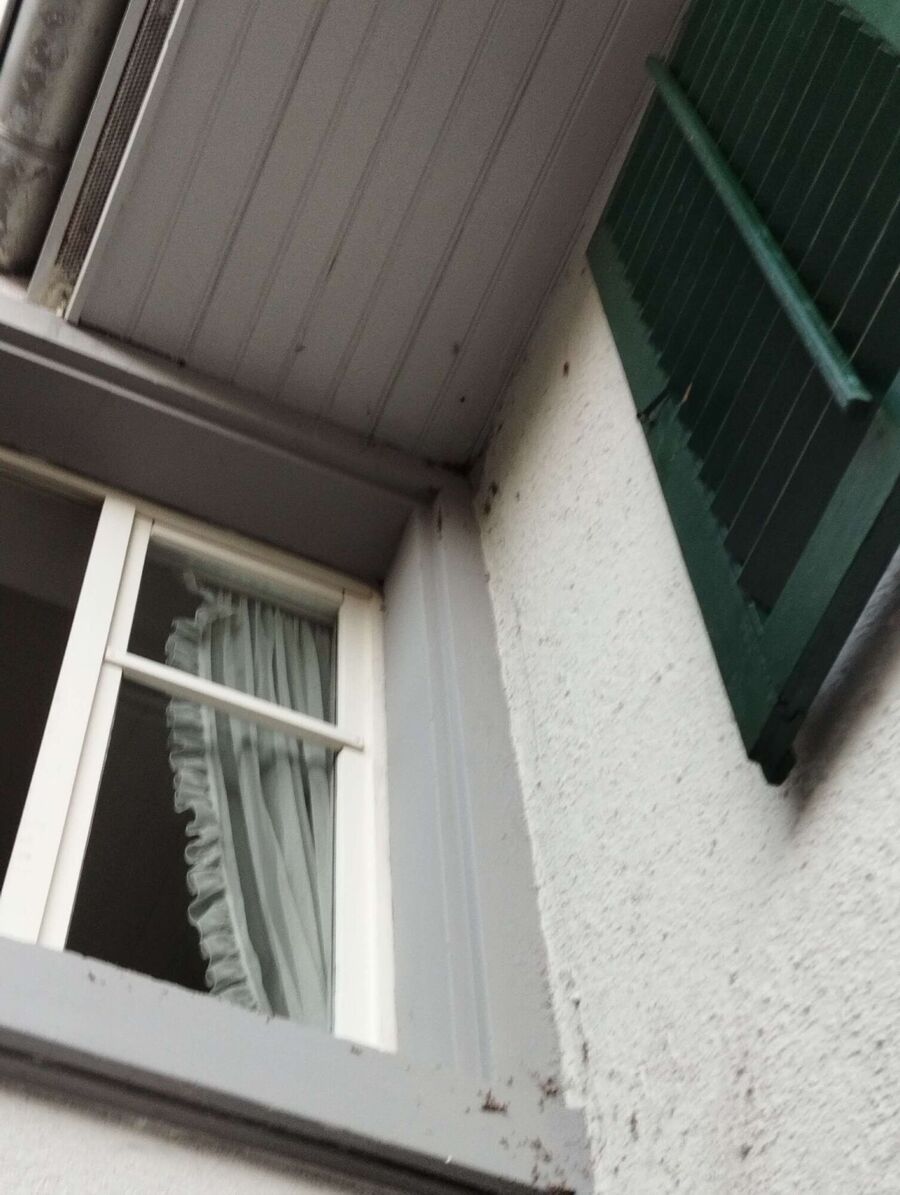  Bienennest entfernen.jpeg