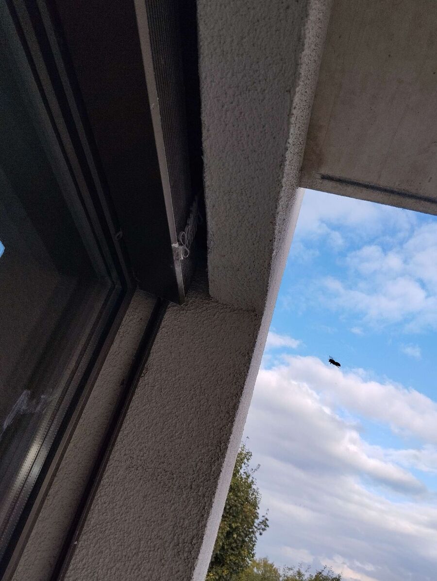 Bienen umsiedeln &  Bienennest entfernen 