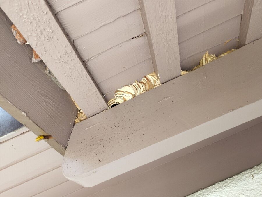  Bienennest entfernen.jpeg