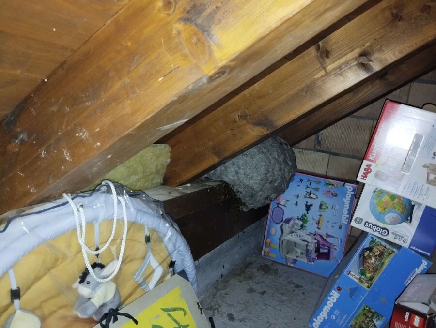  Bienennest entfernen.jpeg
